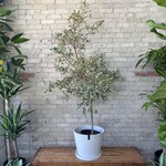 Ficus Triangularis 12"
