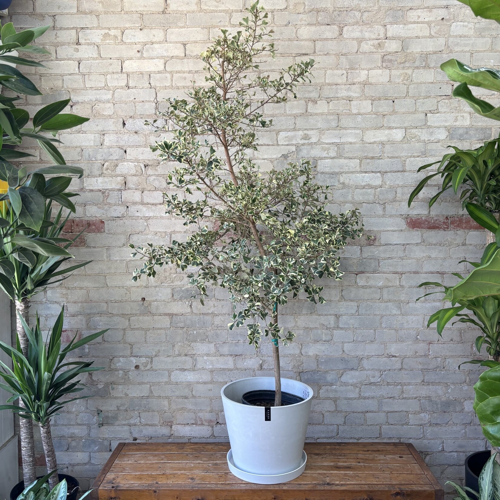 Ficus Triangularis 12"