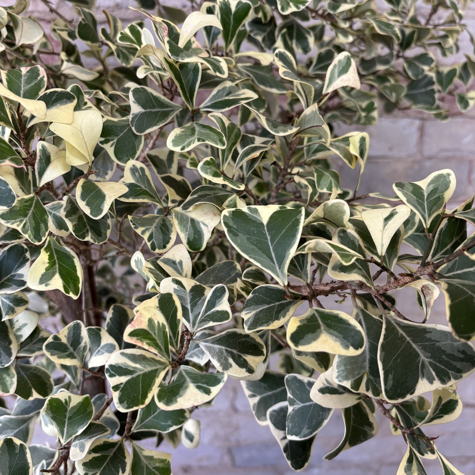 Ficus Triangularis 12"