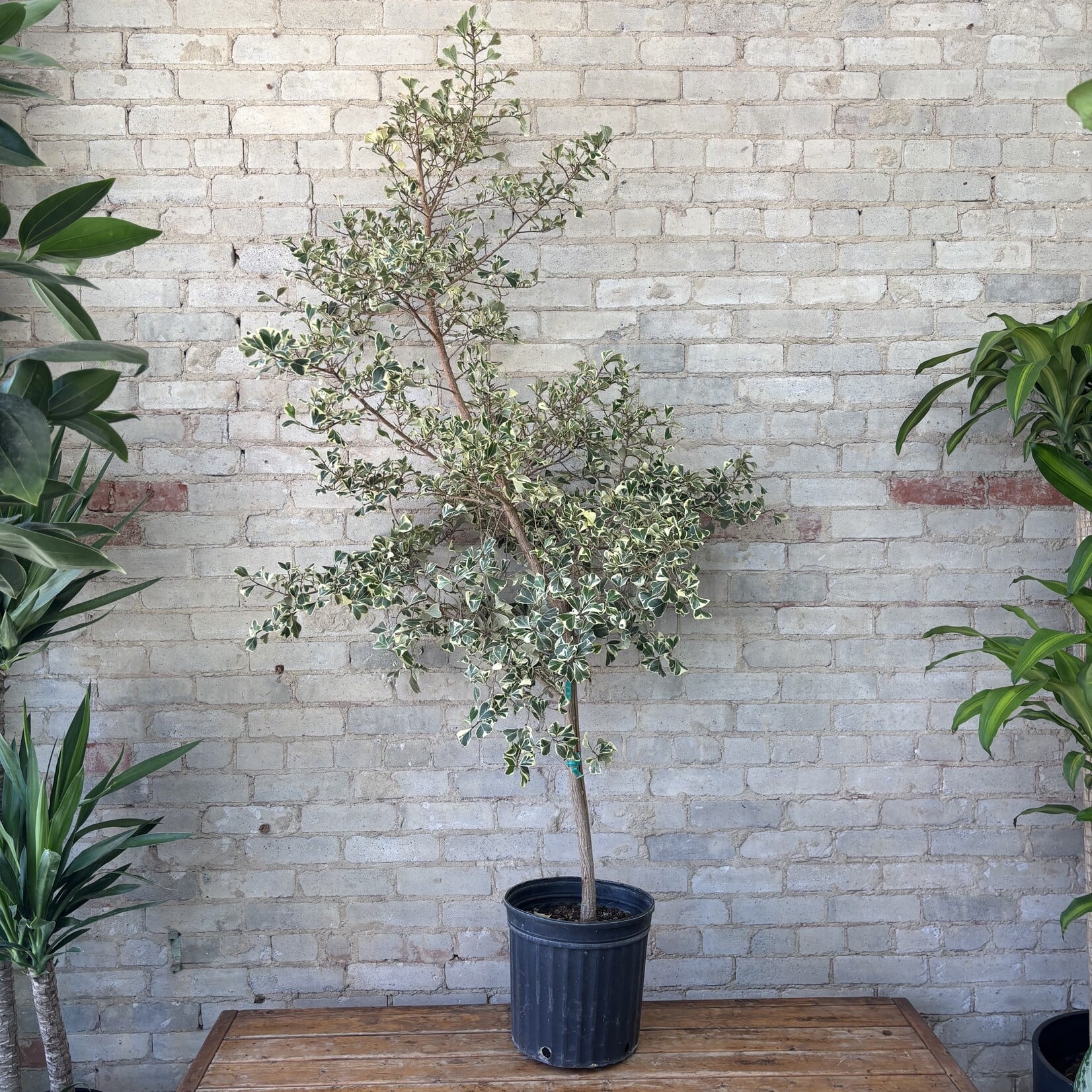 Ficus Triangularis 12"
