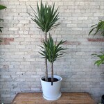 Dracaena Yucca 12"