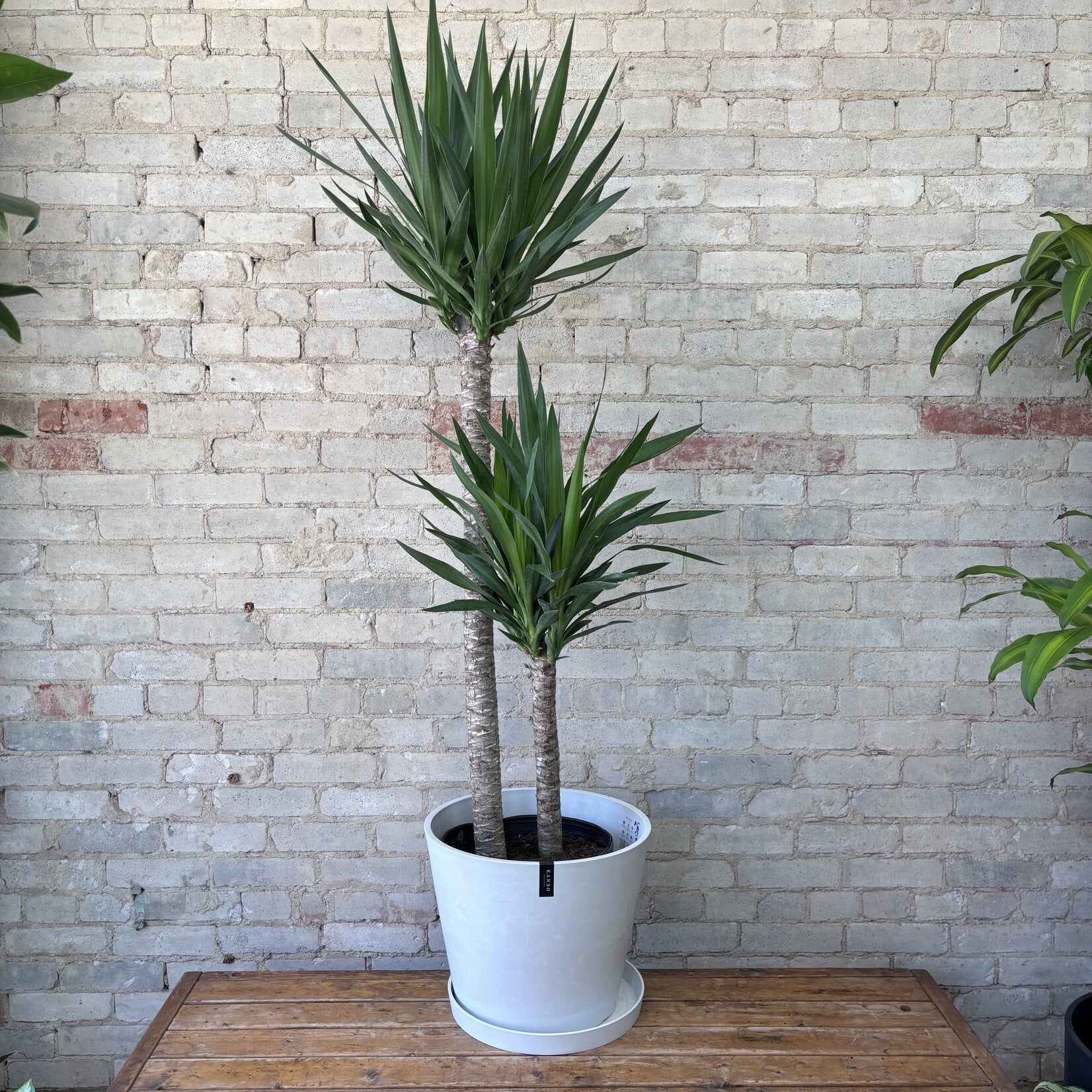 Dracaena Yucca 12"