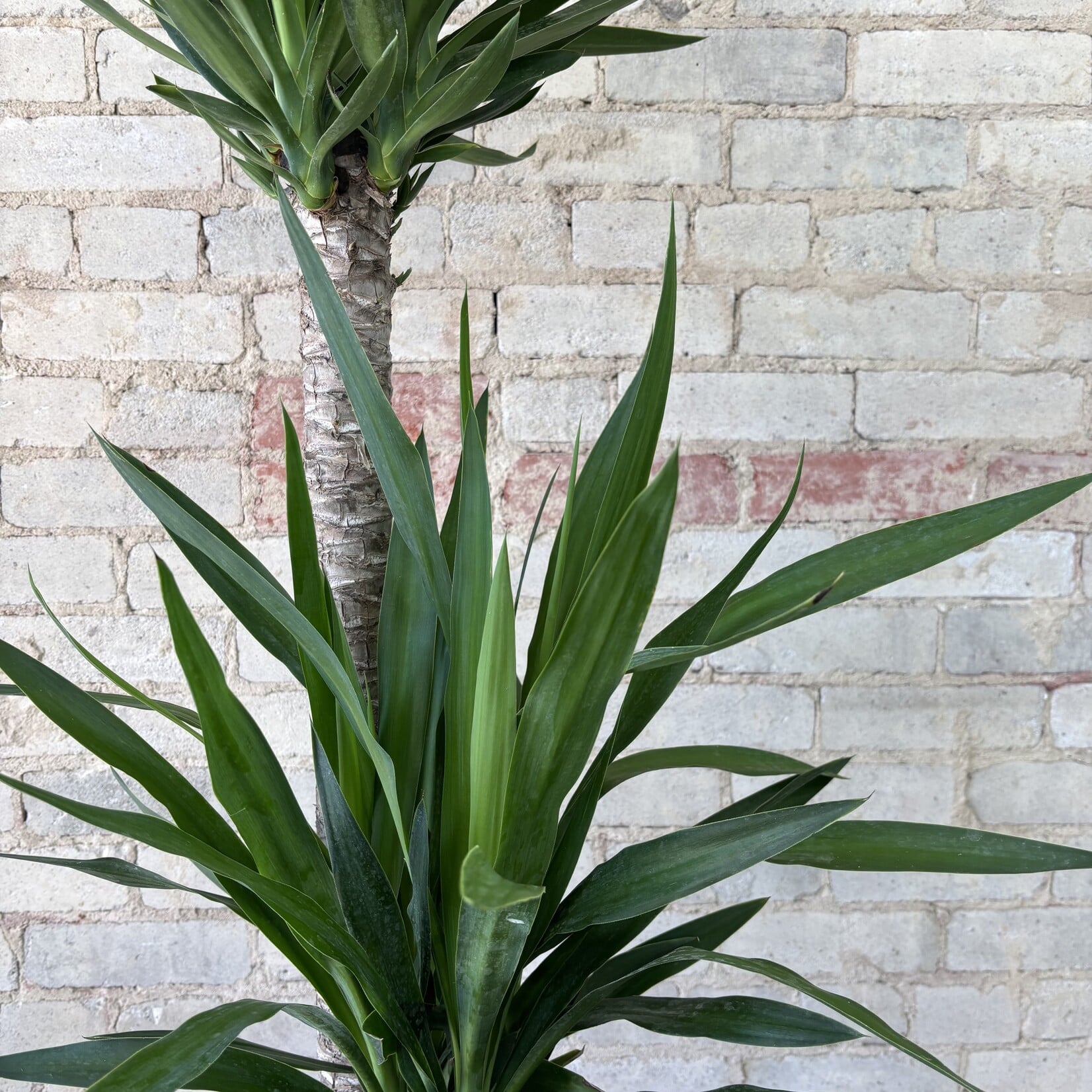 Dracaena Yucca 12"