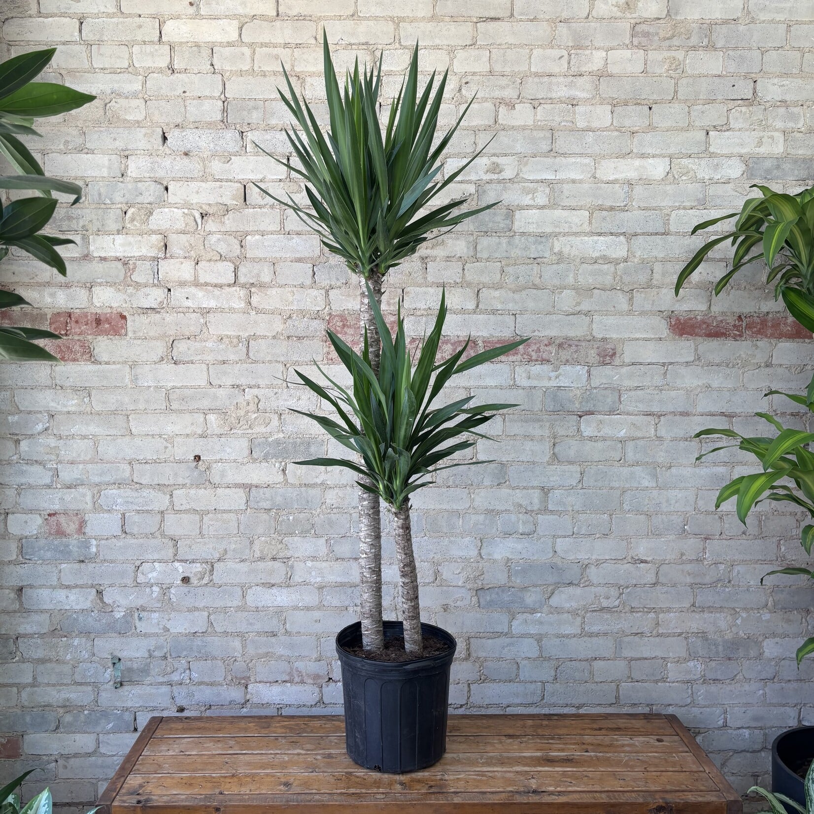 Dracaena Yucca 12"