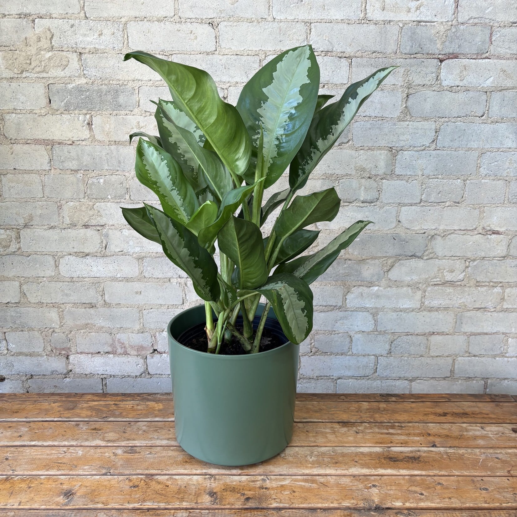 Aglaonema Pattaya 10"