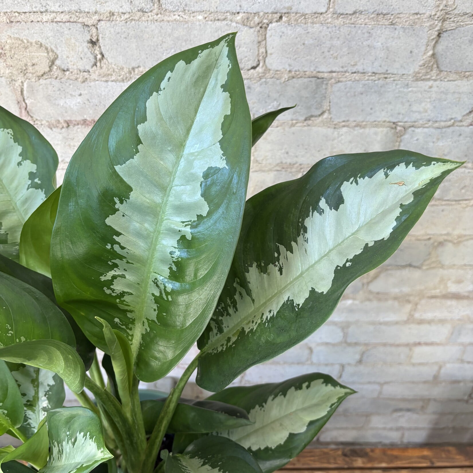 Aglaonema Pattaya 10"