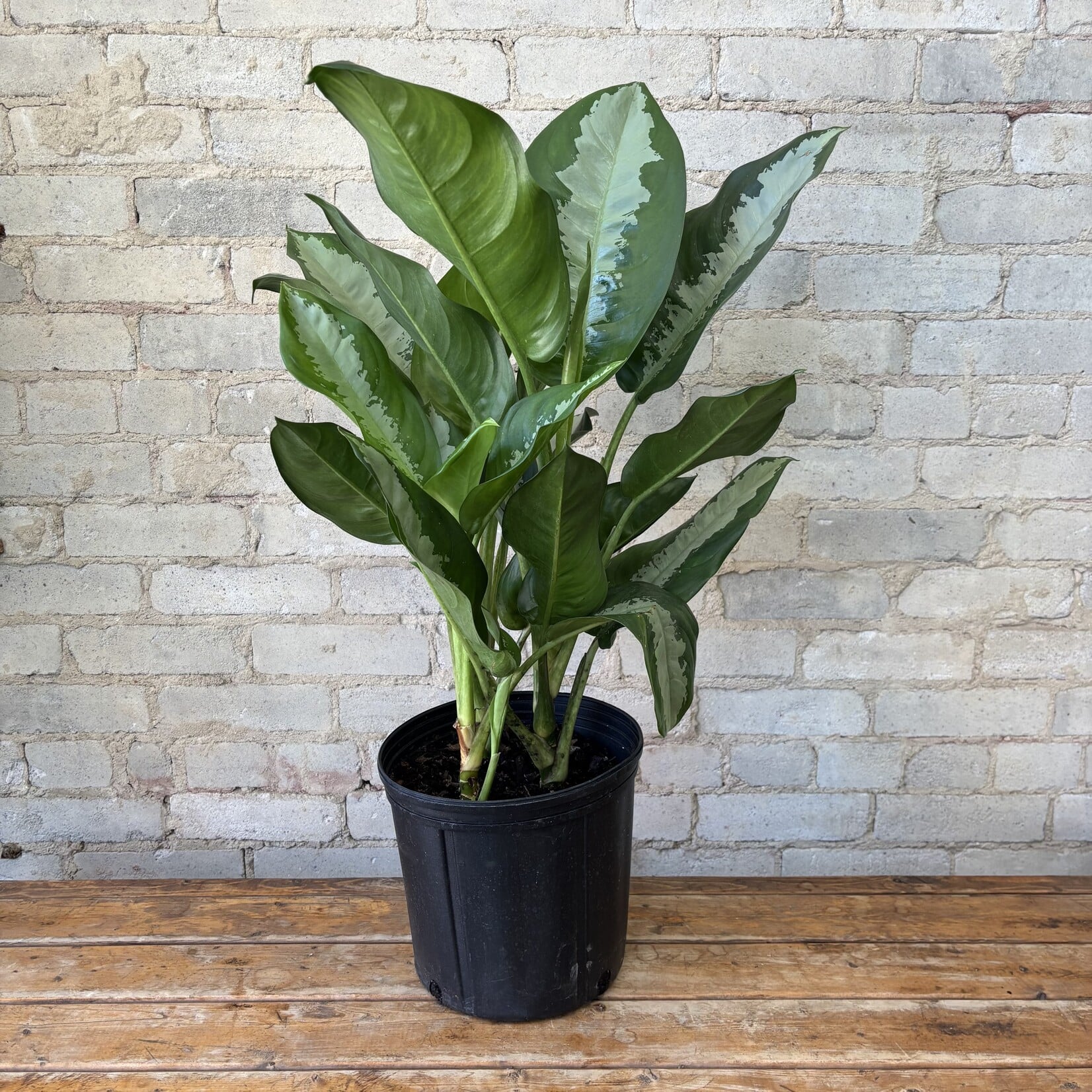 Aglaonema Pattaya 10"