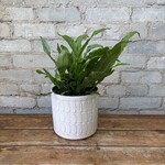 Crocodile Fern 6"