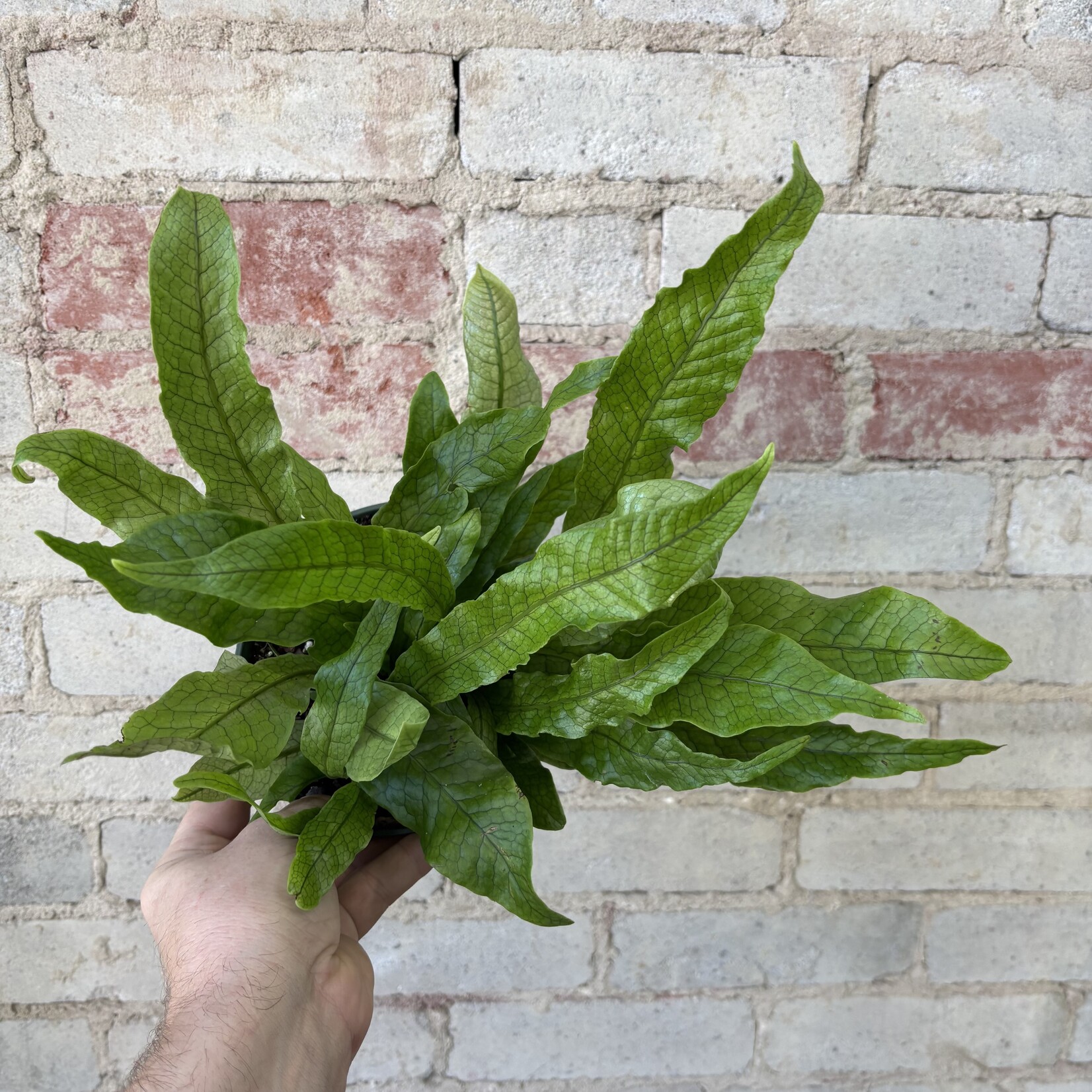 Crocodile Fern 6"