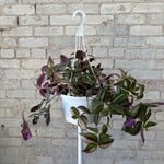 Tradescantia Multicolour 8"