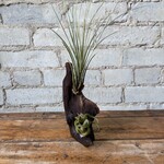 Air Plants on Driftwood