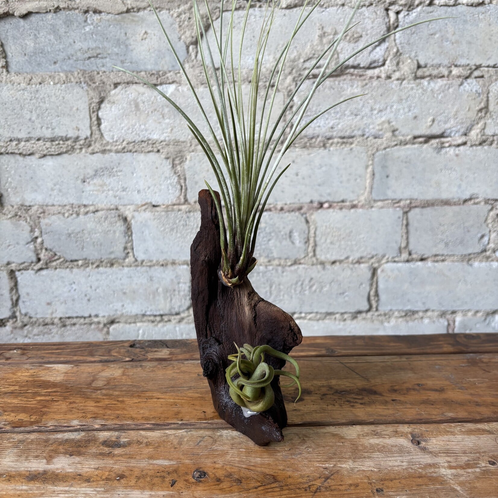 Air Plants on Driftwood