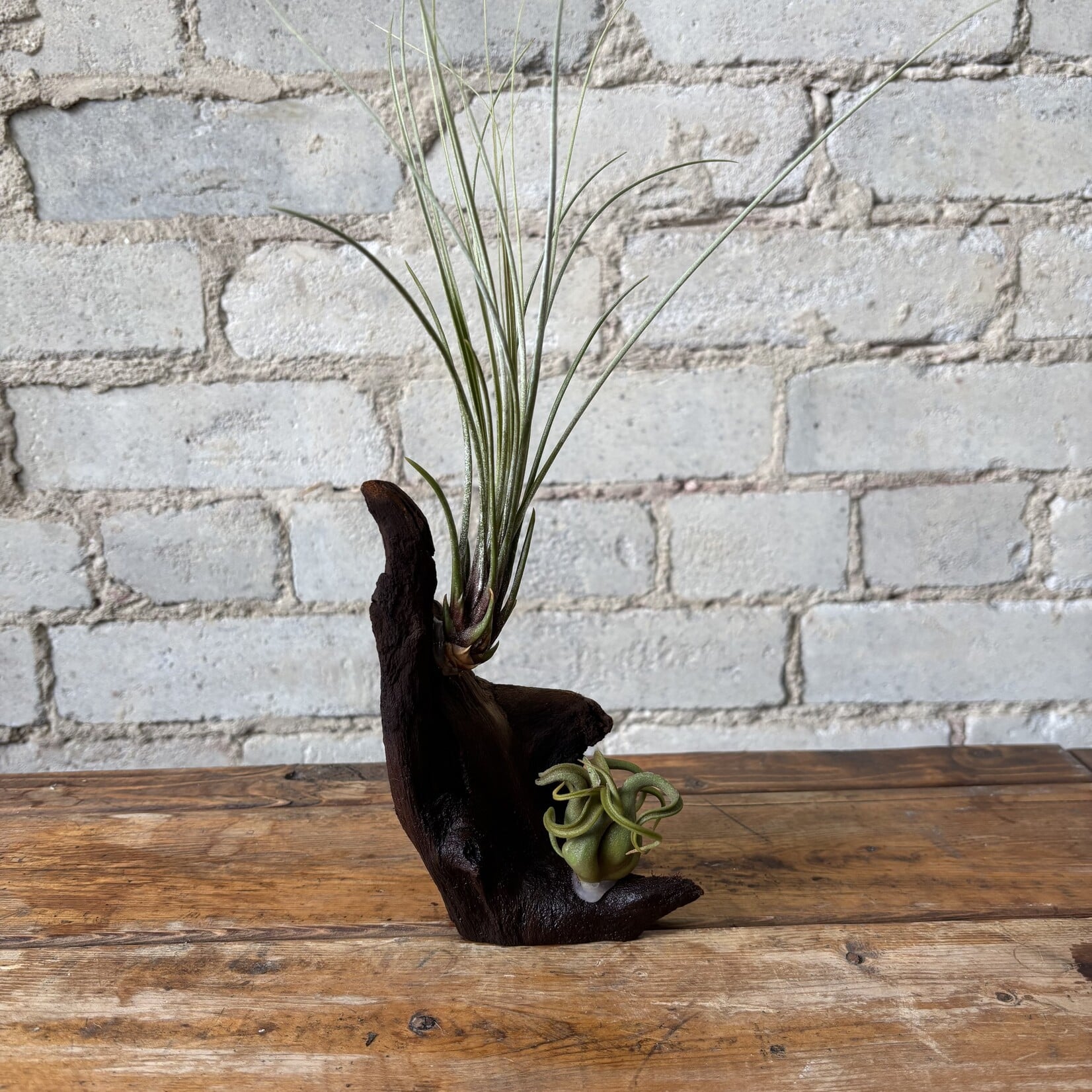 Air Plants on Driftwood