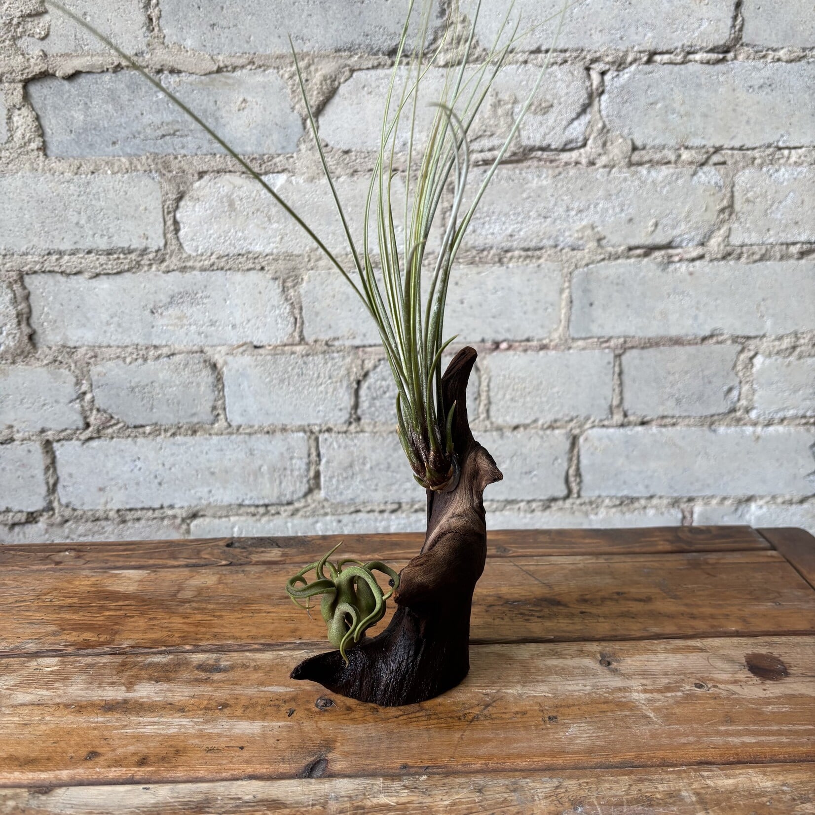 Air Plants on Driftwood