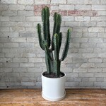 Euphorbia Candelabrum 'Chocolate Drop' 10"