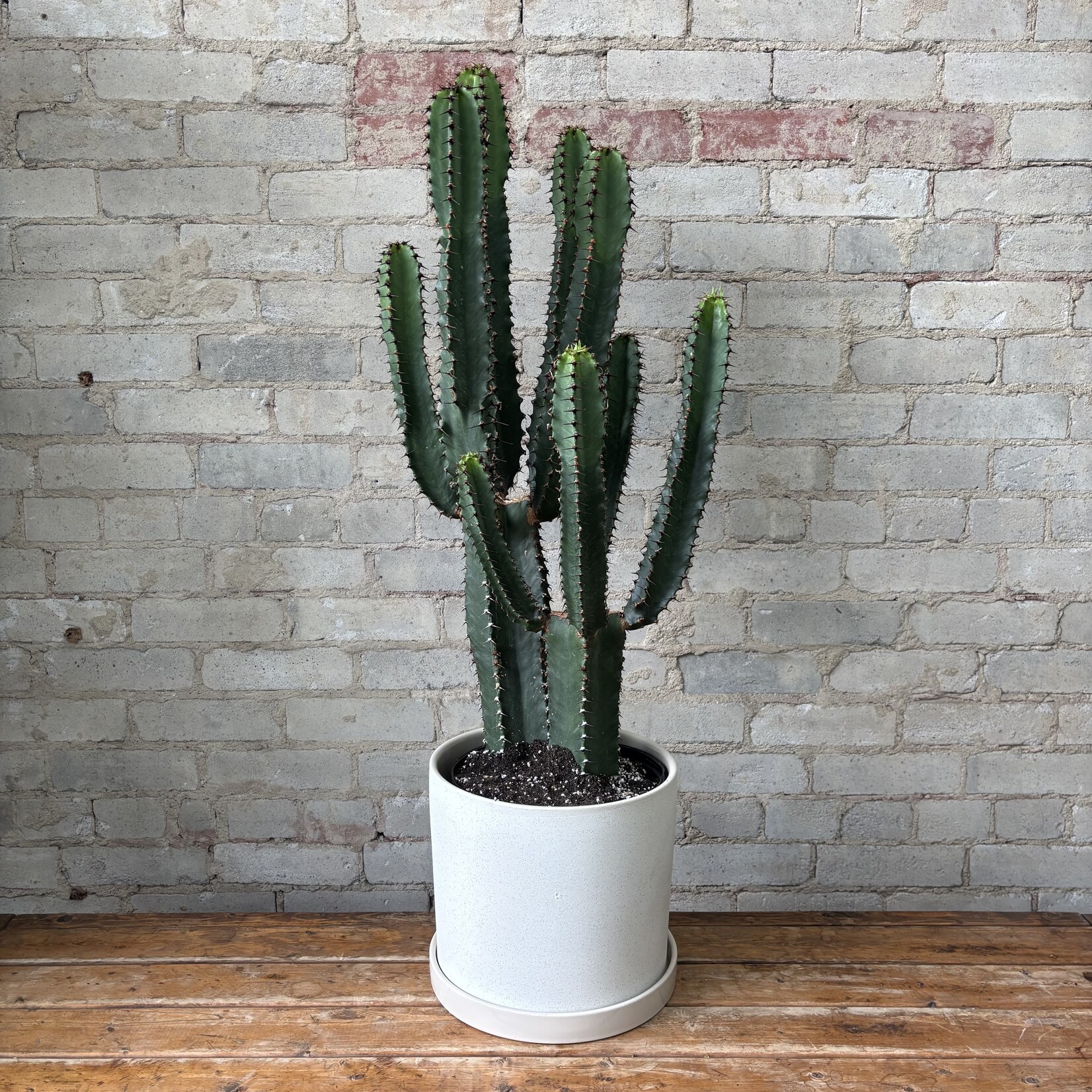 Euphorbia Candelabrum 'Chocolate Drop' 10"