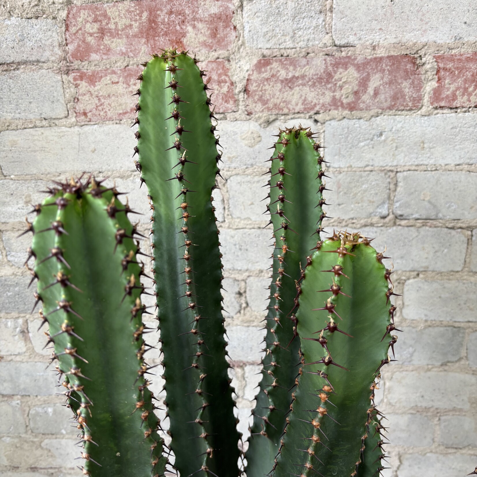 Euphorbia Candelabrum 'Chocolate Drop' 10"