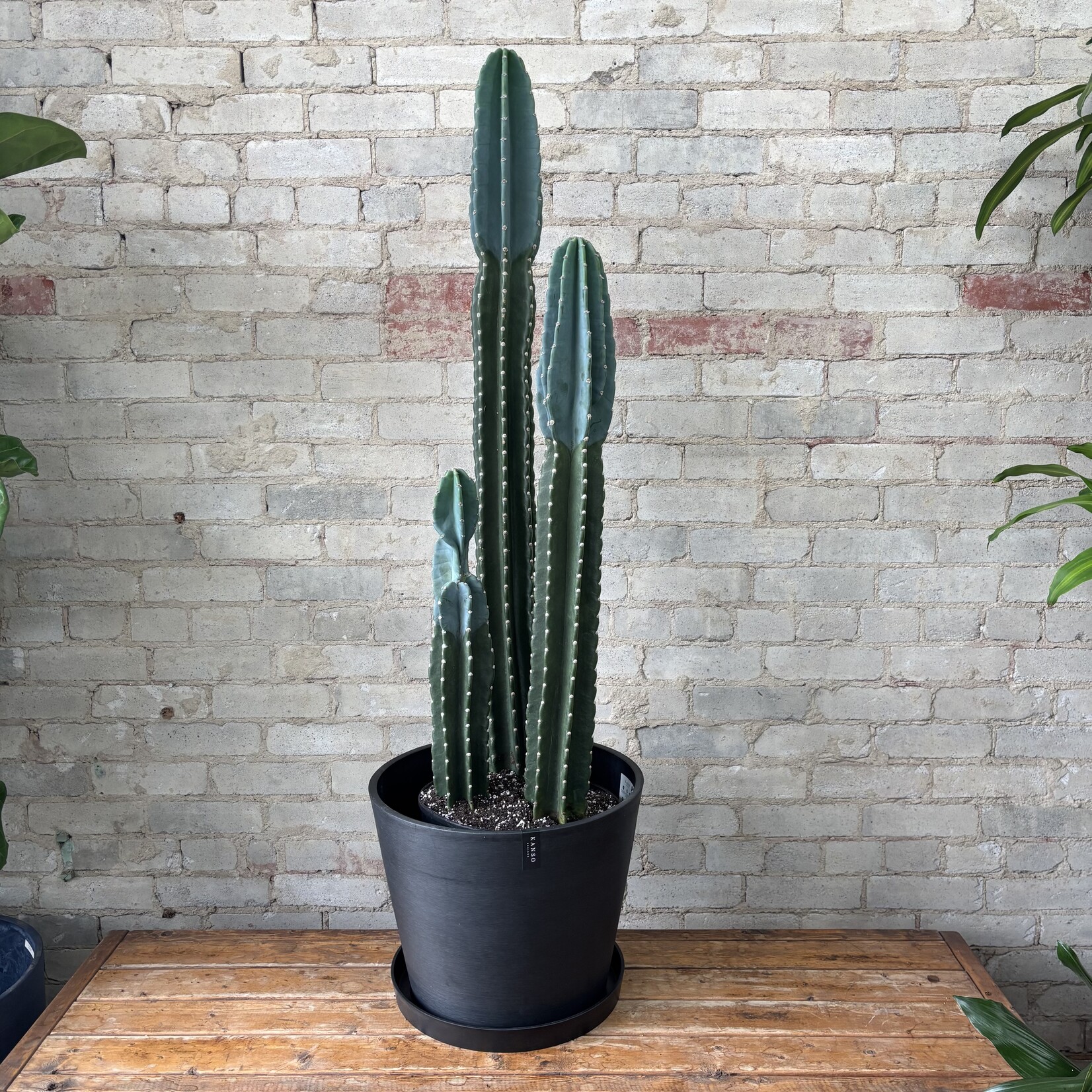 Cereus Jamacaru 12" 'Cuddly Cactus'
