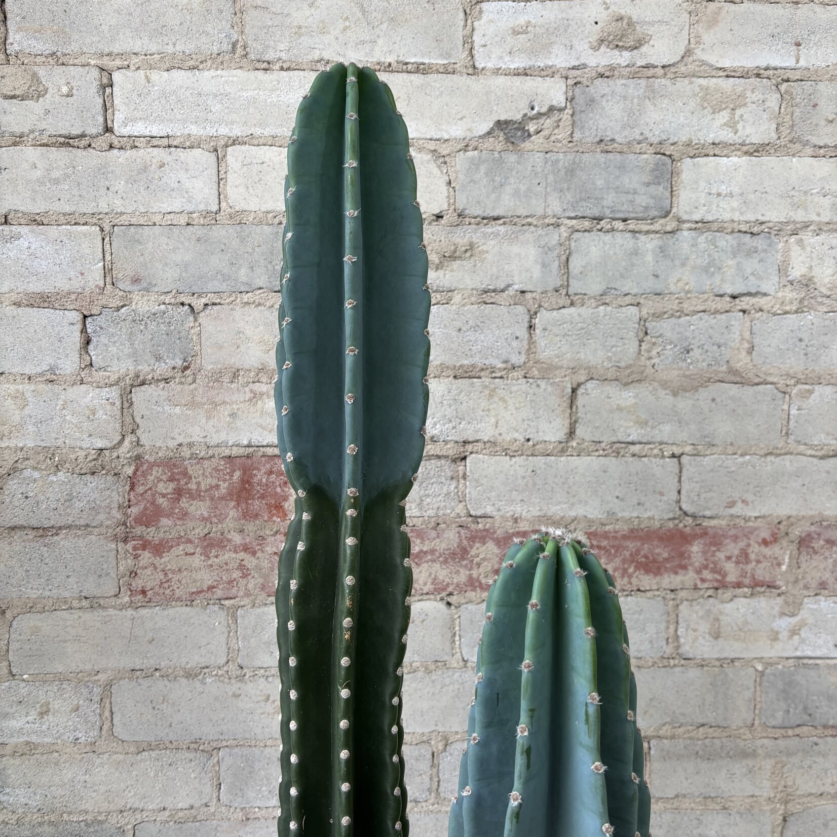 Cereus Jamacaru 12" 'Cuddly Cactus'