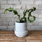 Orchid Cactus 'Curly Locks' 5"