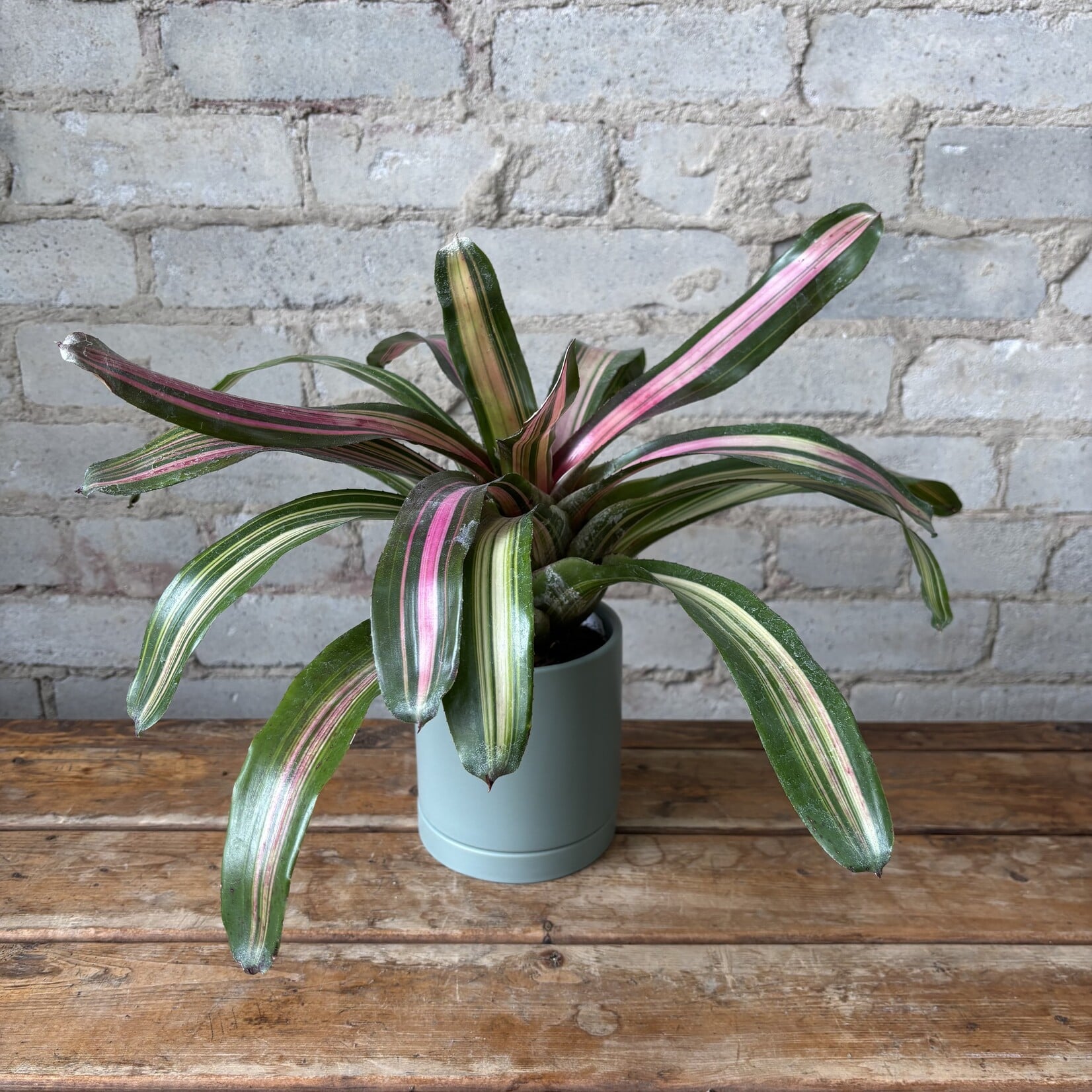 Bromeliad Neoregelia 'Wolfgang' 4"