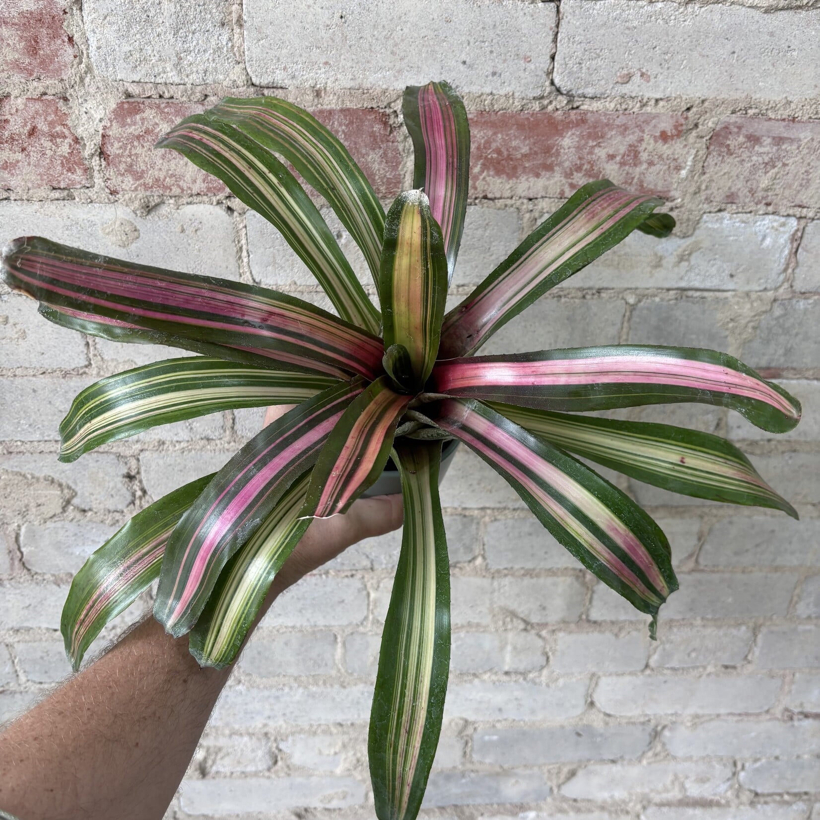 Bromeliad Neoregelia 'Wolfgang' 4"