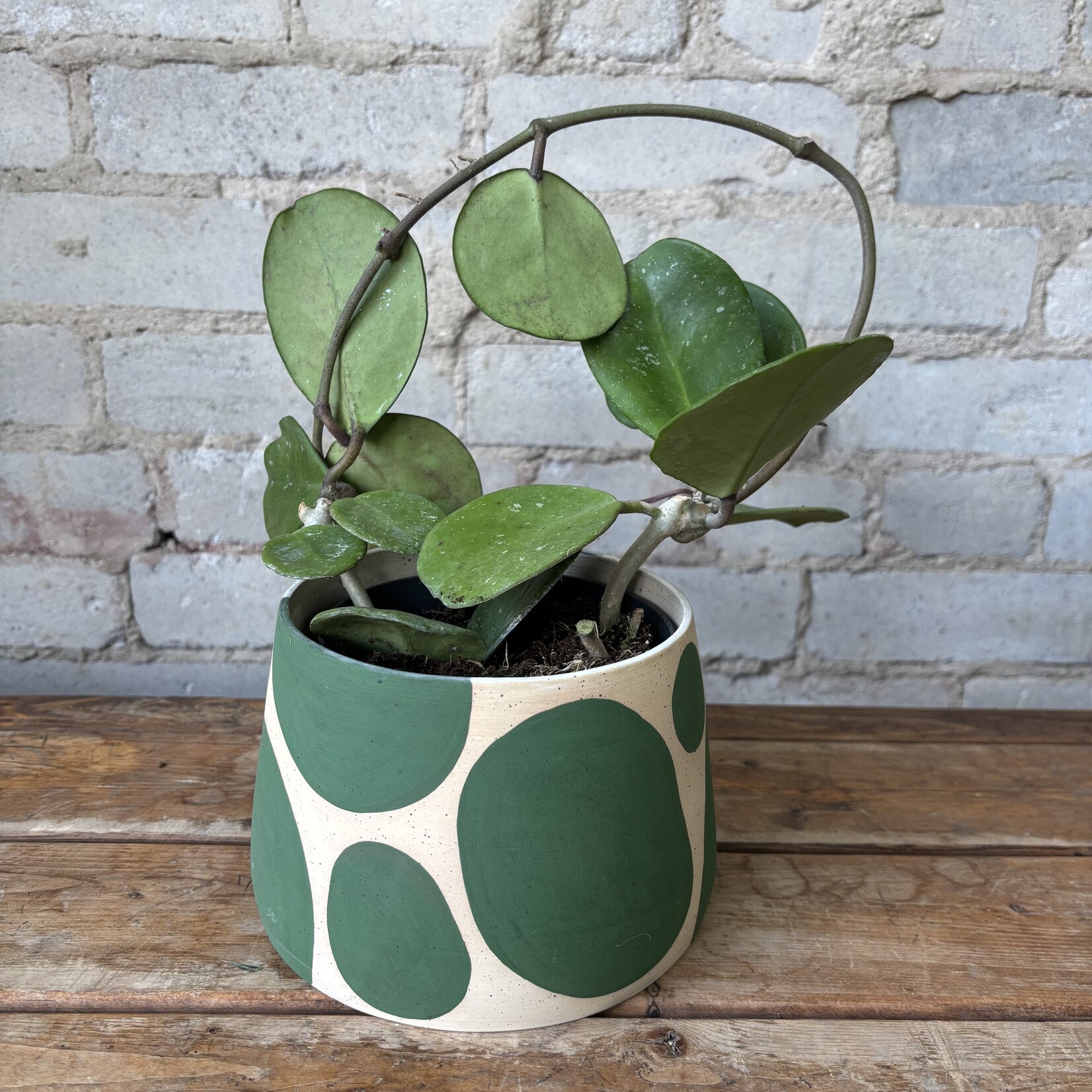 Hoya Obovata 5"