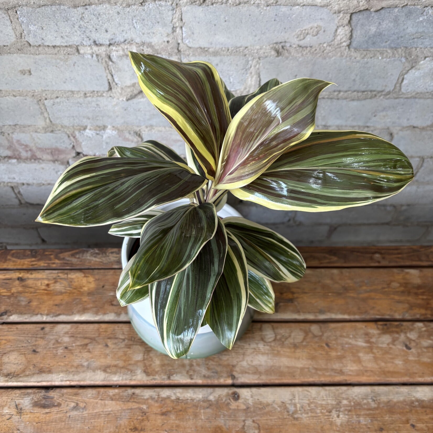 Cordyline 'Chocolate Queen' 6"