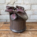 Episcia 'Purple Rain' 4"