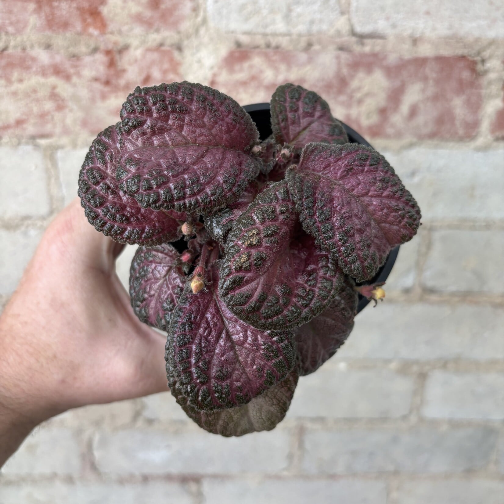 Episcia 'Purple Rain' 4"