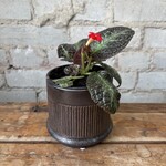 Episcia 'Chocolate Soldier' 4"