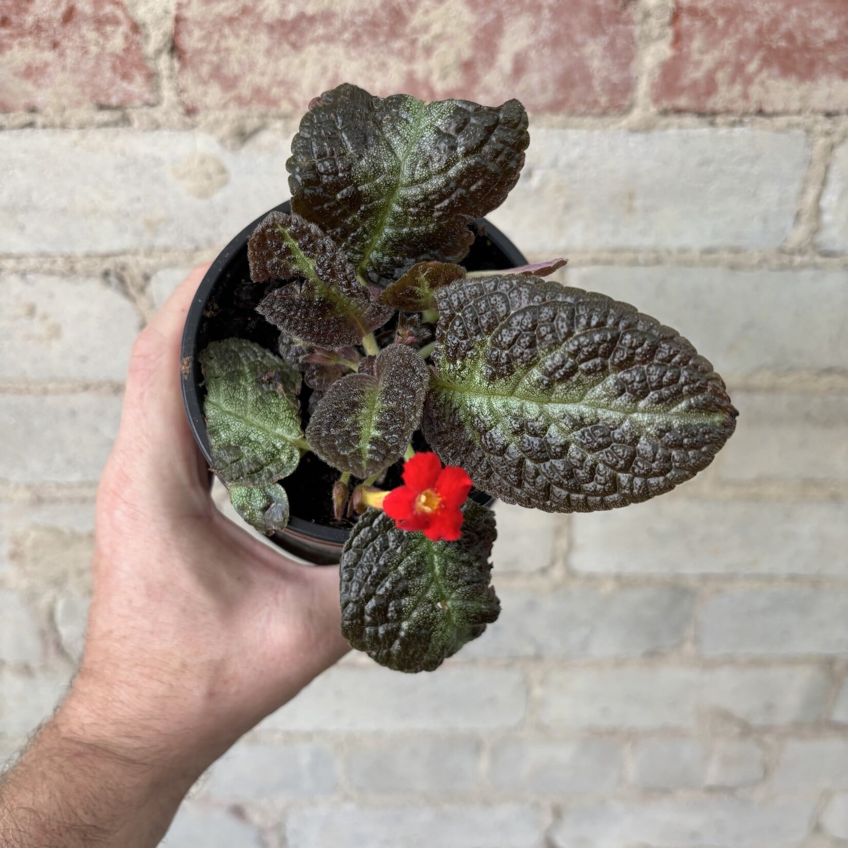 Episcia 'Chocolate Soldier' 4"