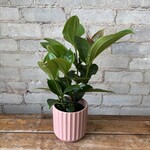 Medinilla Myriantha 4" 'Malaysian Orchid'