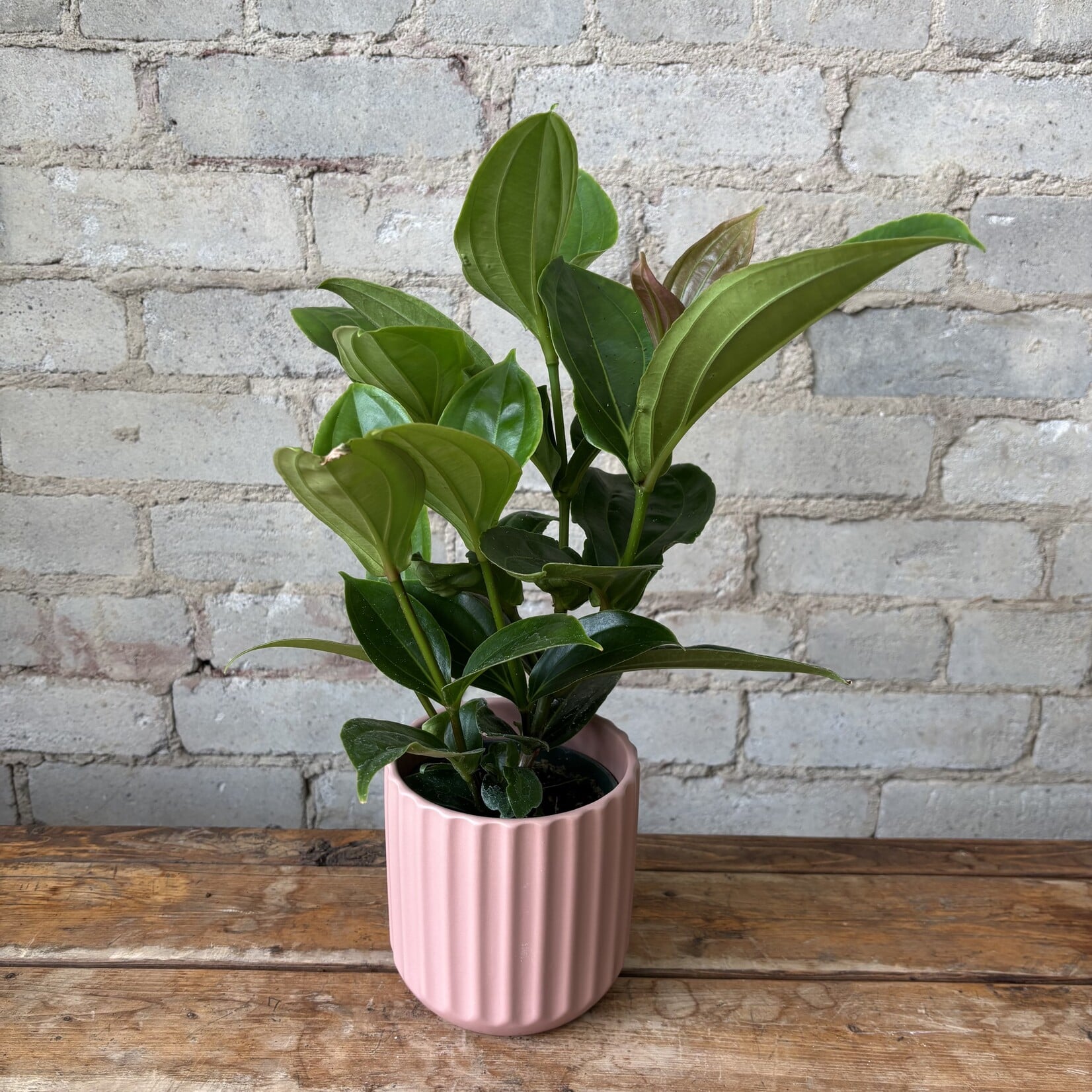 Medinilla Myriantha 4" 'Malaysian Orchid'