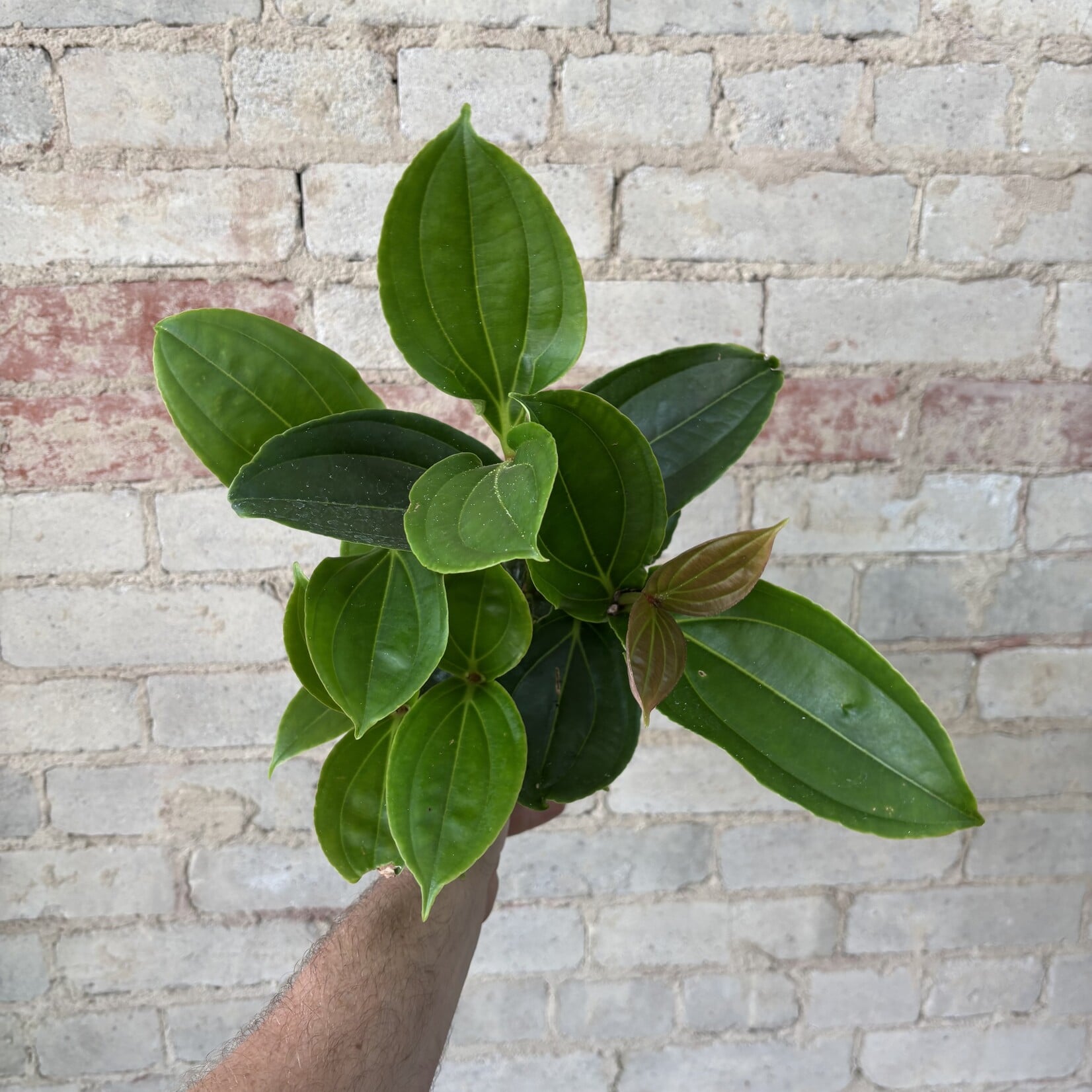 Medinilla Myriantha 4" 'Malaysian Orchid'