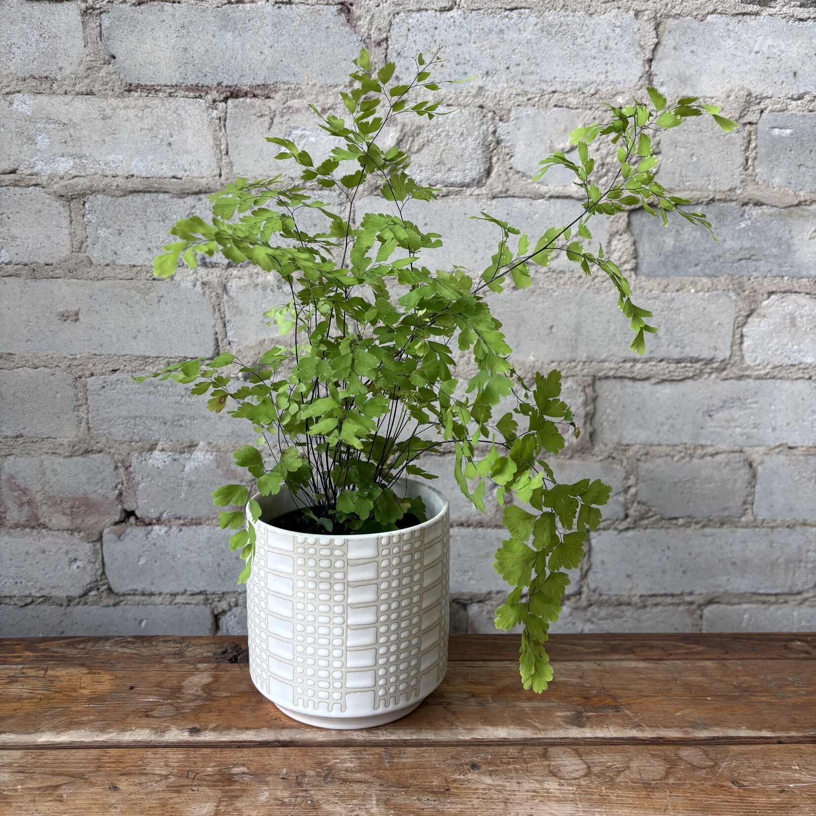 Maidenhair Fern 4"