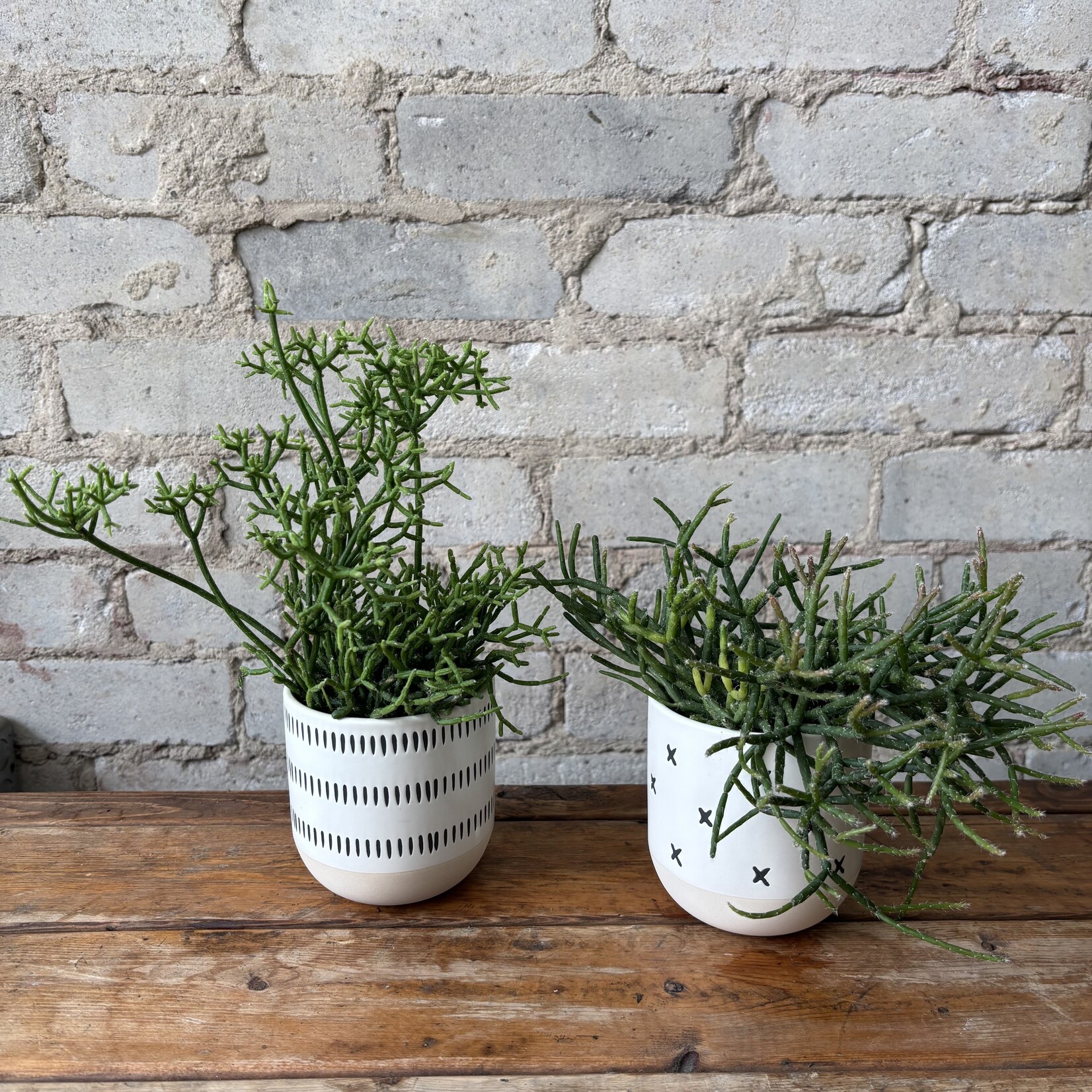 Rhipsalis 'Mistletoe Cactus' 3"