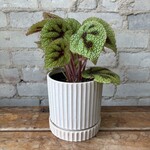 Begonia Rex Iron Cross 5"