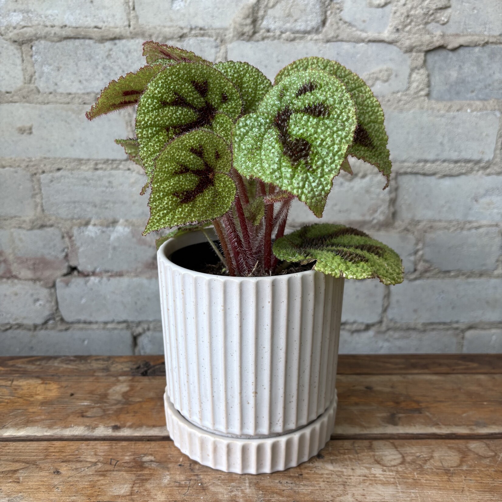 Begonia Rex Iron Cross 5"