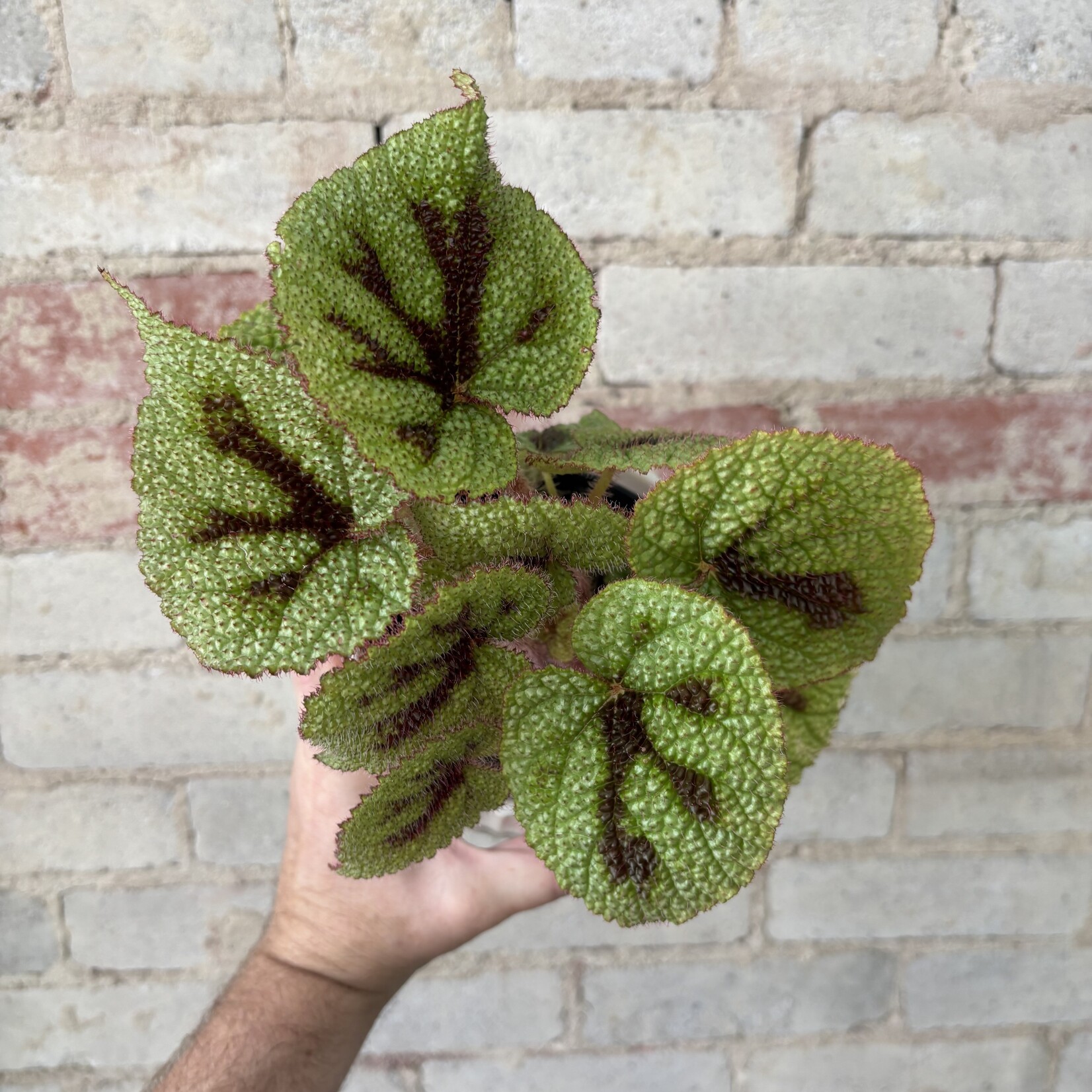 Begonia Rex Iron Cross 5"