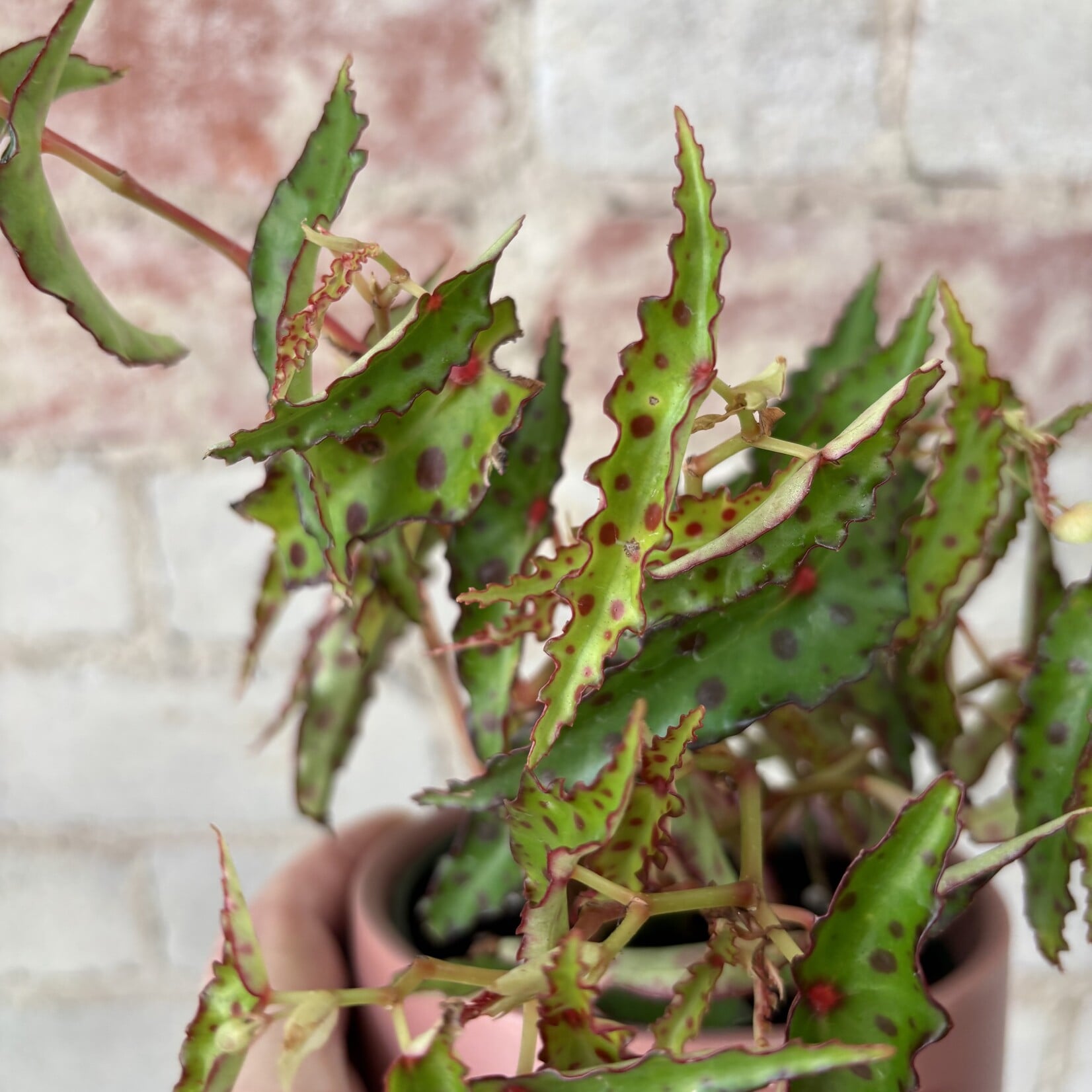 Begonia Amphioxus 4"
