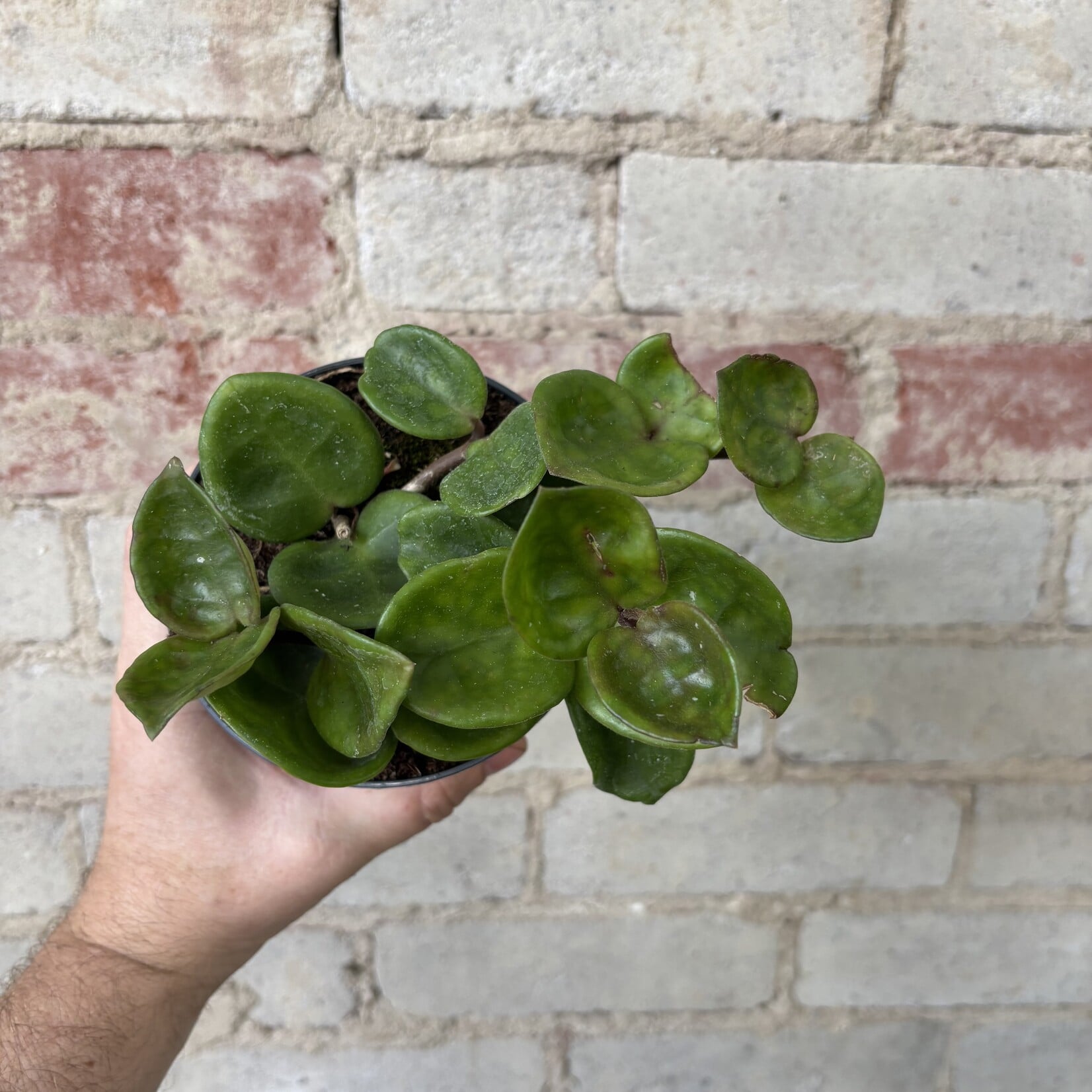 Hoya Carnosa 'Chelsea'