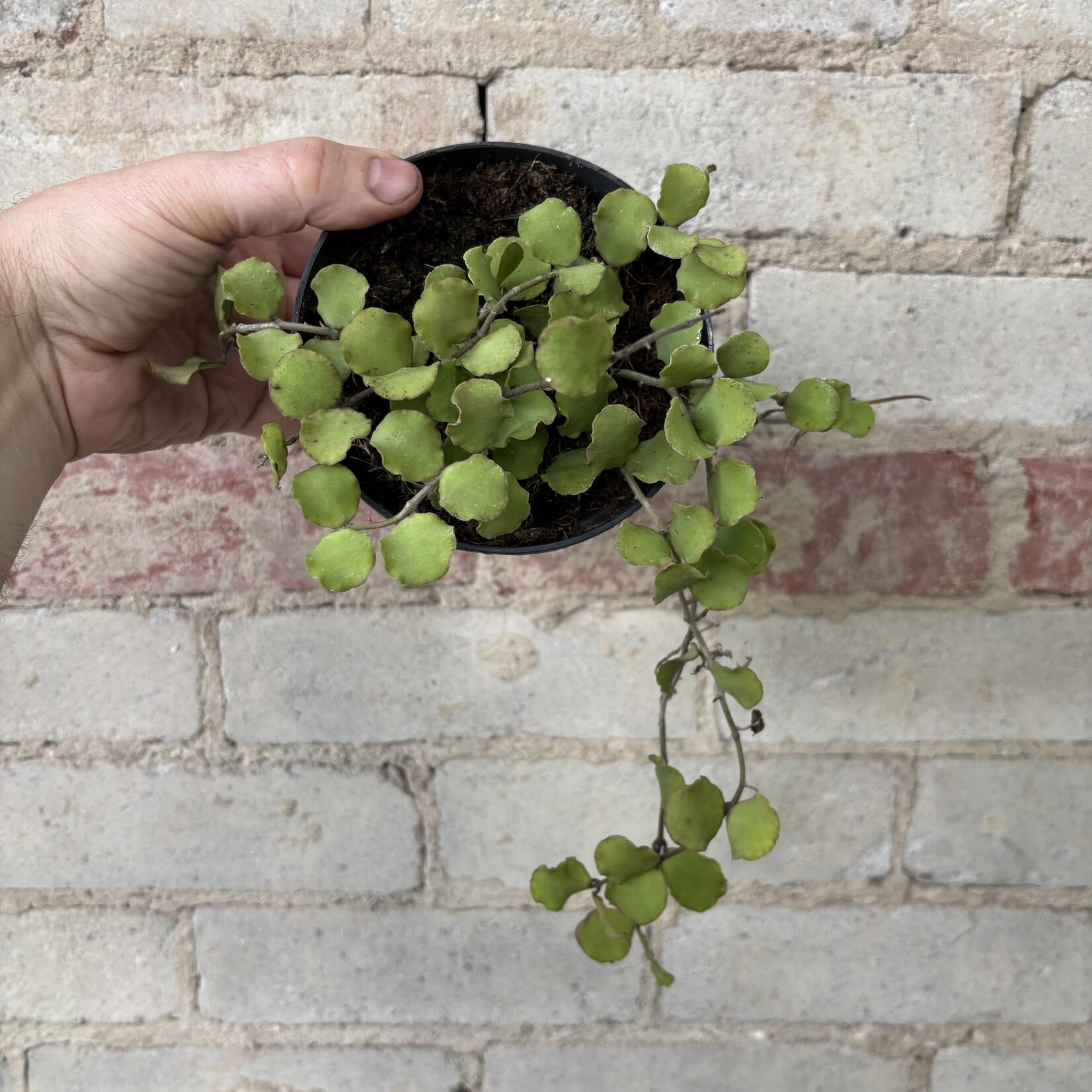 Hoya Kanyakumariana 5"