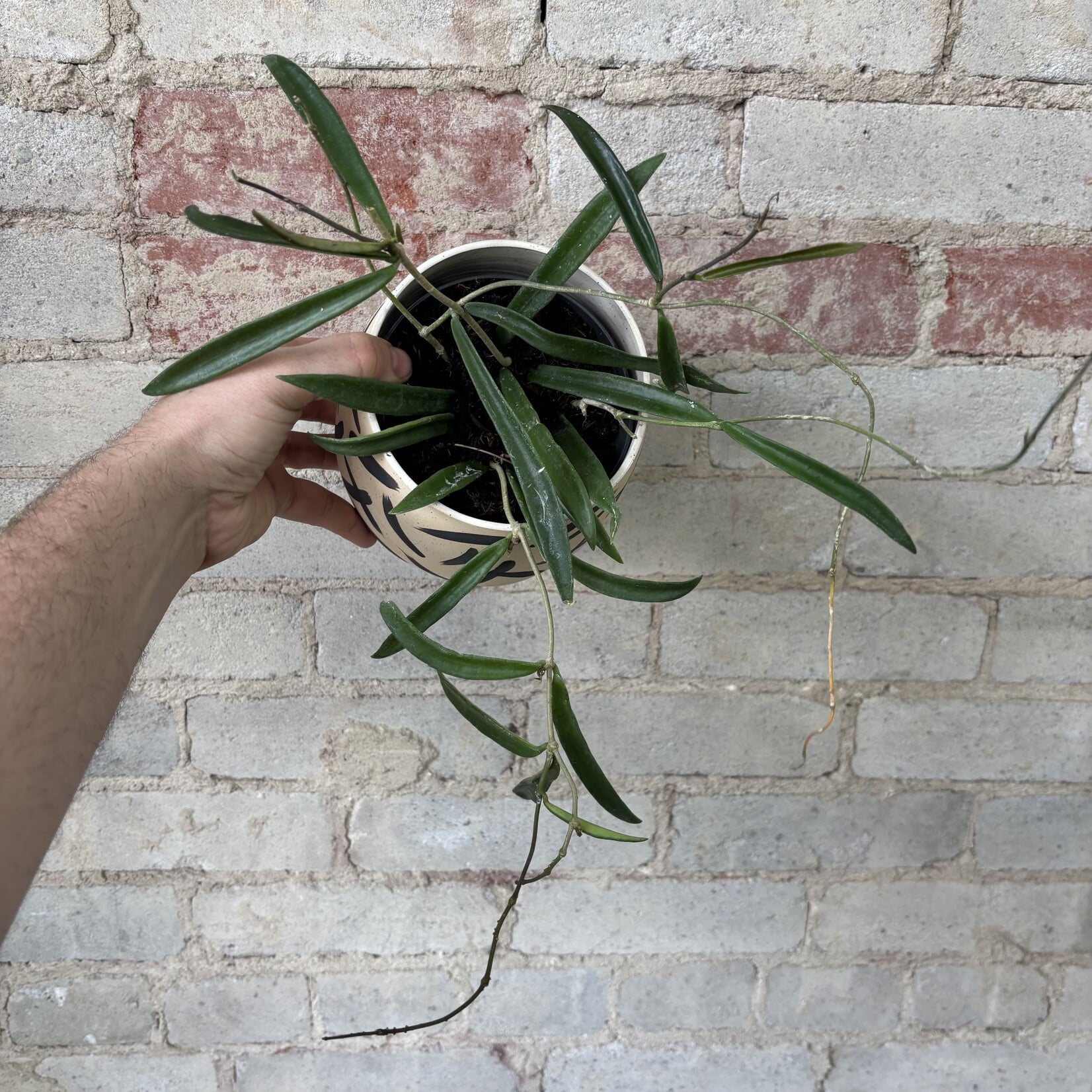 Hoya Shepherdii 5"