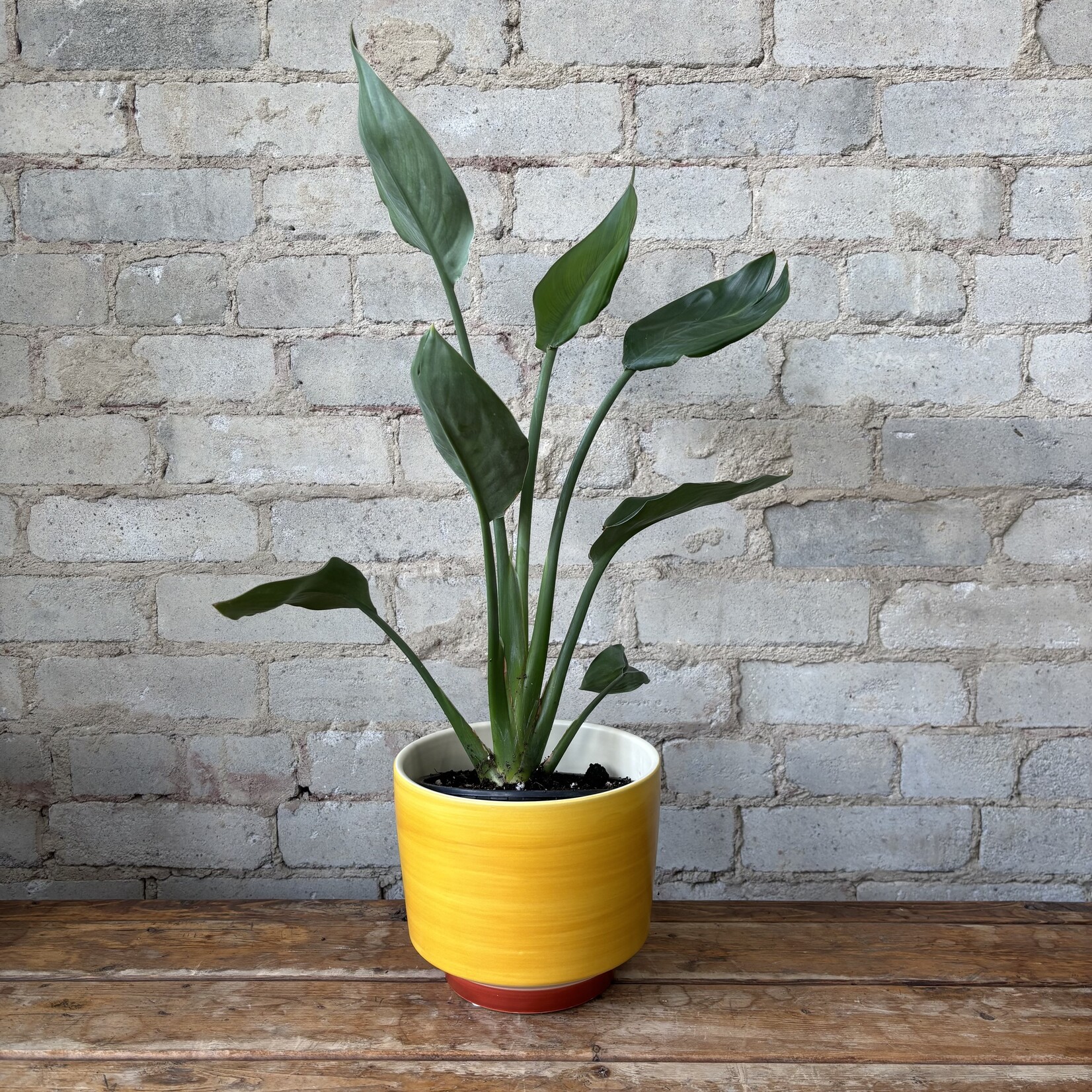 Orange Bird of Paradise (Strelitzia Reginae) 6" 'Mandela's Gold'
