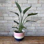 Orange Bird of Paradise (Strelitzia Reginae) 6"