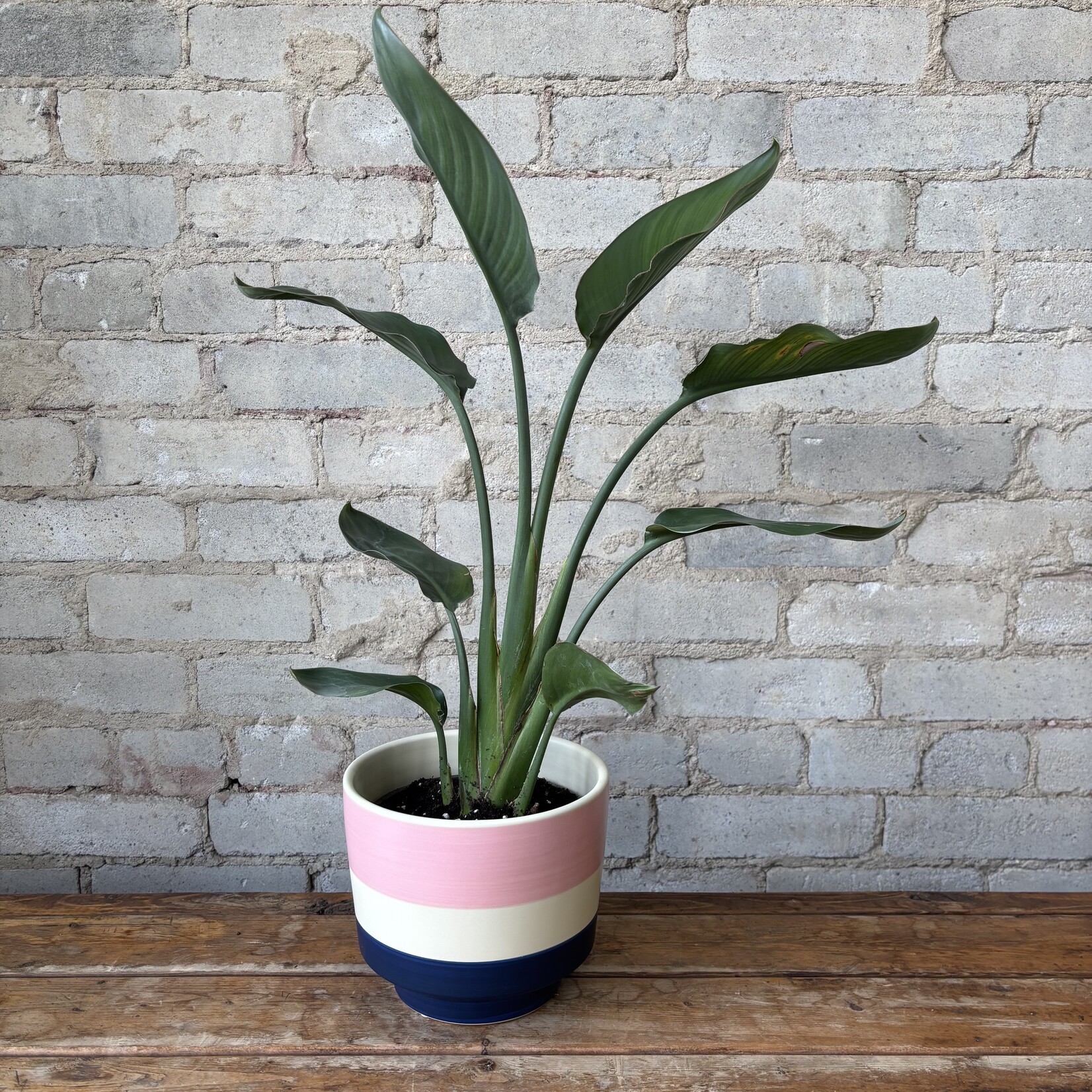 Orange Bird of Paradise (Strelitzia Reginae) 6"