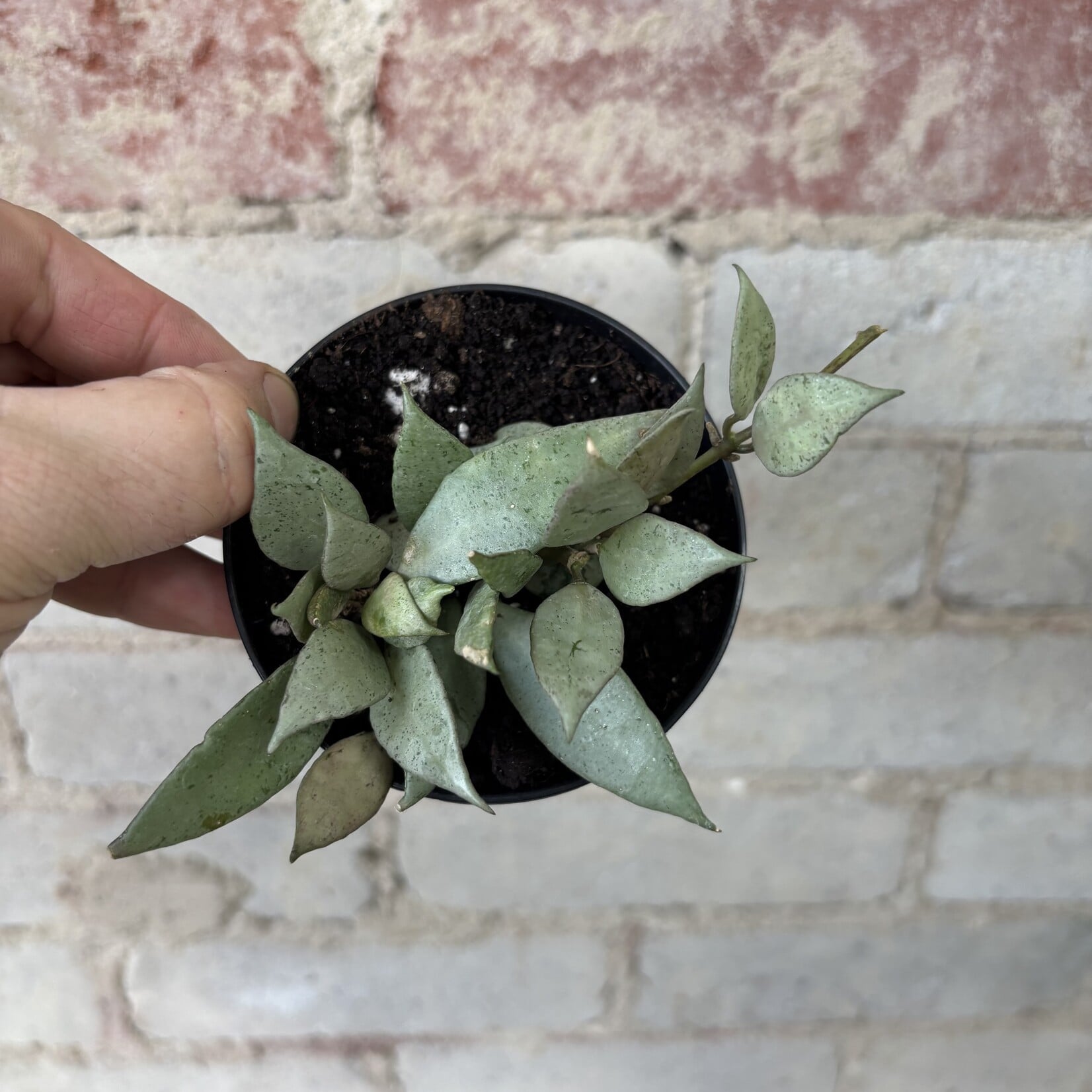 Hoya Krohniana 'Arctic' 3.5"