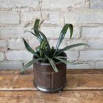 Blue Oil Fern 4"