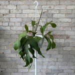 Orchid Cactus 10" HB
